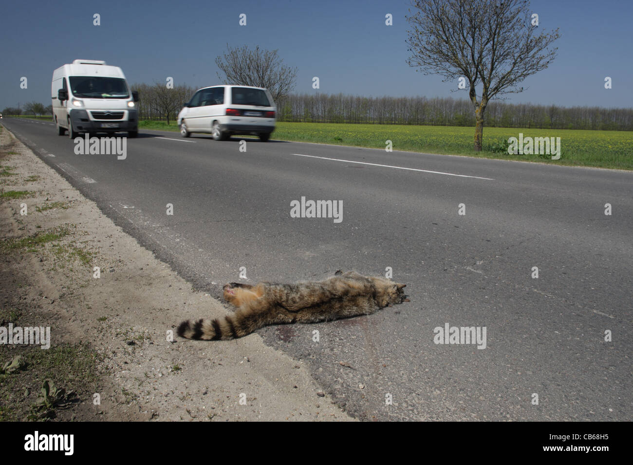 Dead wildcat (European gatto selvatico - Felis silvestris) ucciso da un'auto. Giacente sulla strada. La Bulgaria Foto Stock