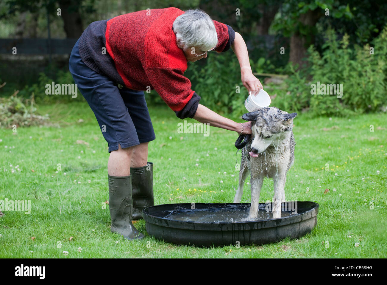 Siberian Husky (Canis lupus familiaris). Cane domestico. Diluizione con acqua tiepida per introdurre l'idea di una vasca da bagno. Foto Stock