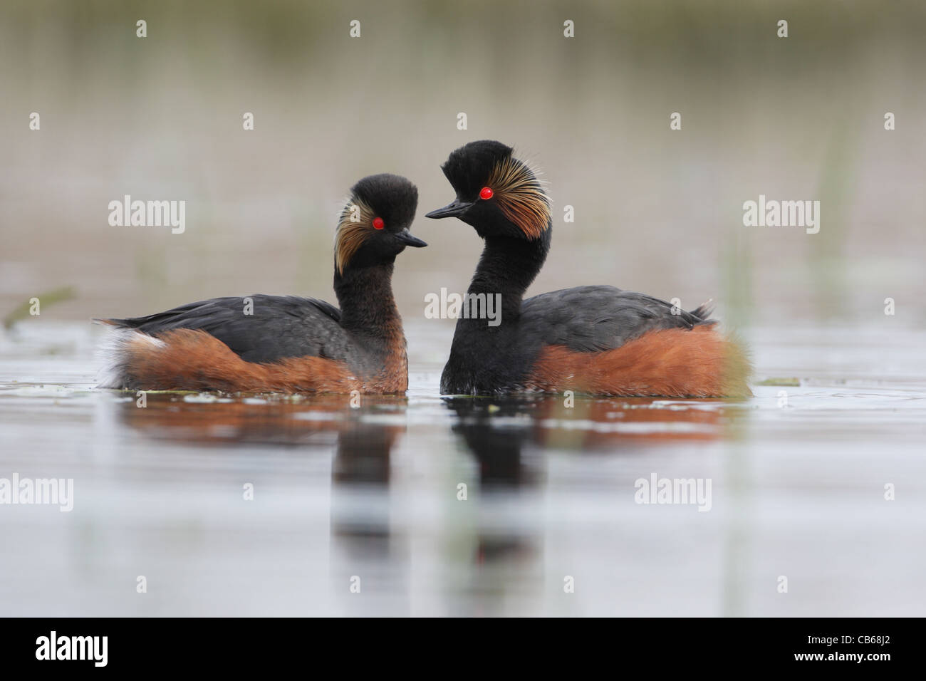Un paio di nero a collo di svassi (Podiceps nigricollis, Schwarzhalstaucher) nuoto, Podicipedidae, Bulgaria Foto Stock