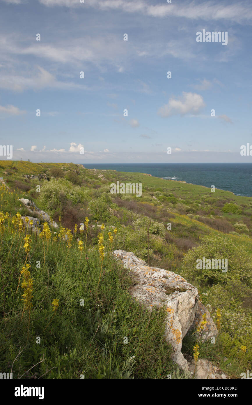 Paesaggio con fiori dal cappuccio Kaliakra, il litorale del Mar Nero (Nord). La Bulgaria Foto Stock