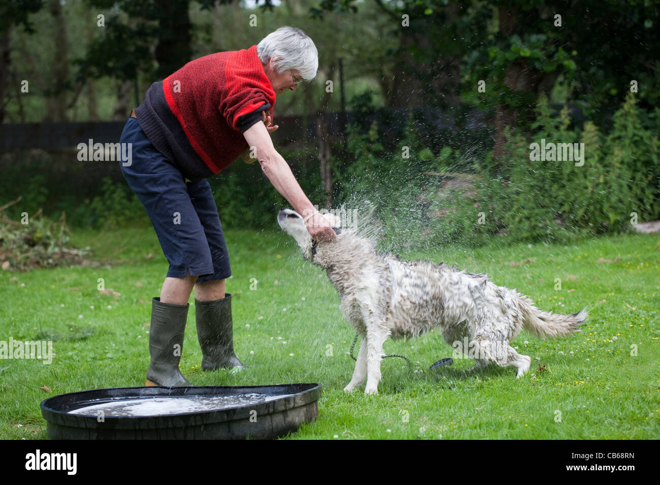 Siberian Husky (Canis lupus familiaris). Cane domestico. Umettare wash. Scuotere acqua saponata di uscire dalla vasca da bagno. Foto Stock