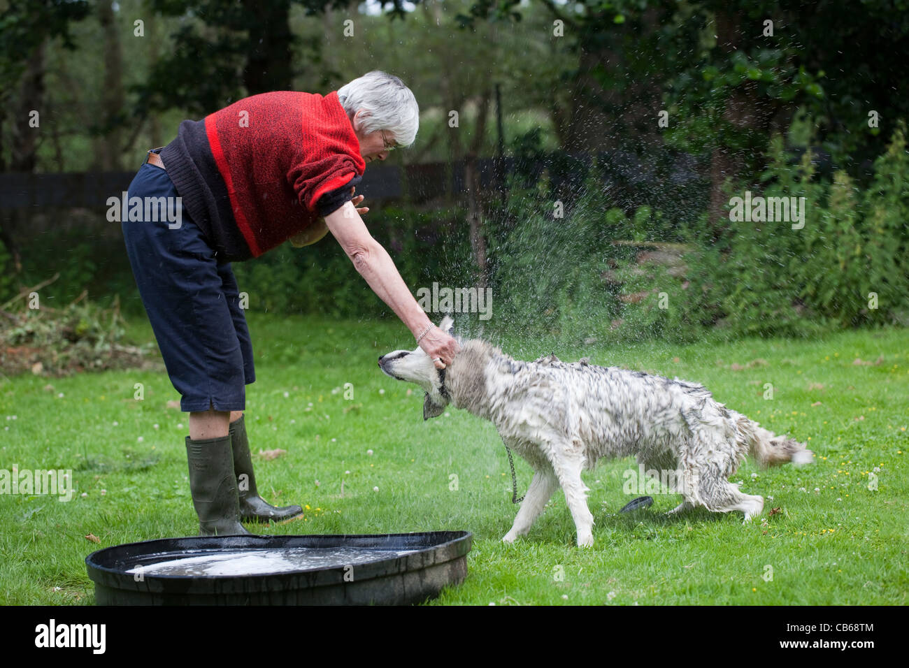 Siberian Husky Canis lupus familiaris del bagno di lavaggio di balneazione. Scuotimento animale fuori acqua in eccesso mentre il proprietario detiene per la lunghezza del braccio.uno di una serie di dieci. Foto Stock