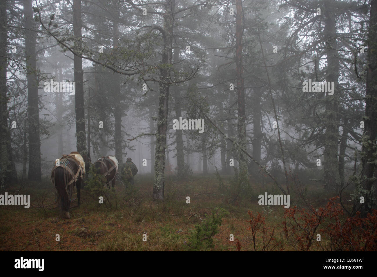 Un uomo con due cavalli nella nebbia della foresta di conifere in autunno. Rodopi Mountain,Bulgaria Foto Stock