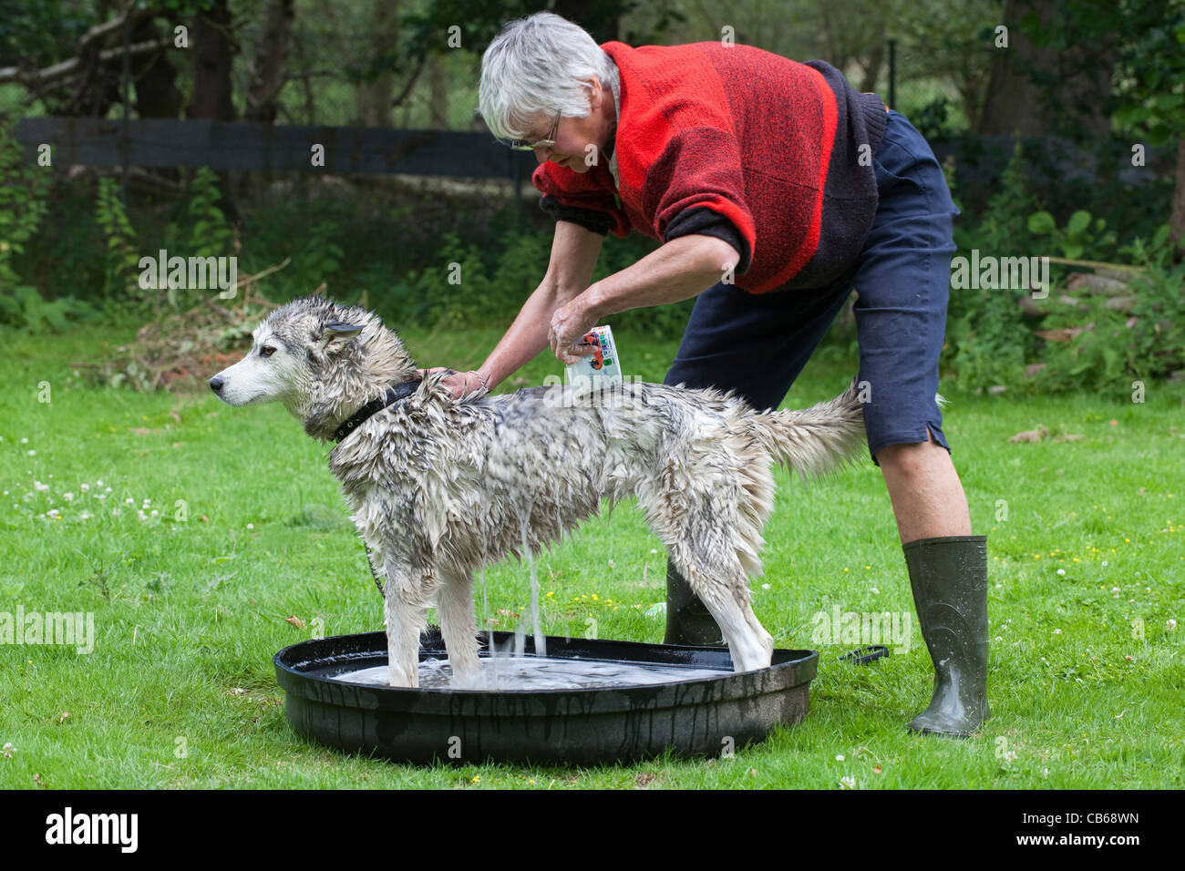 Siberian Husky Canis lupus familiaris del bagno di lavaggio di balneazione. Uno di una serie di dieci. Foto Stock
