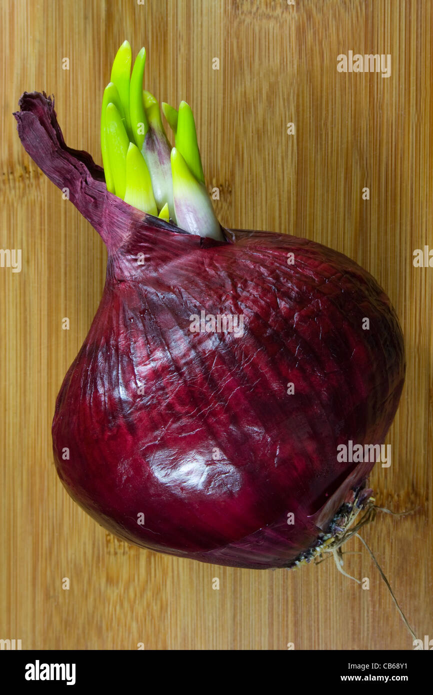 La germogliazione di cipolle rosse Foto Stock