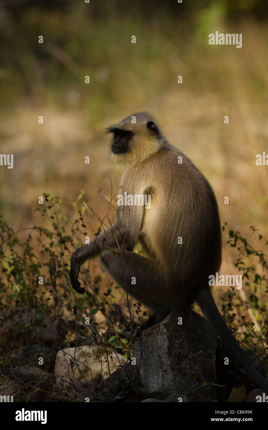 Le pianure settentrionali langur grigio (Semnopithecus entellus) è una specie di primate in Cercopithecidae Foto Stock