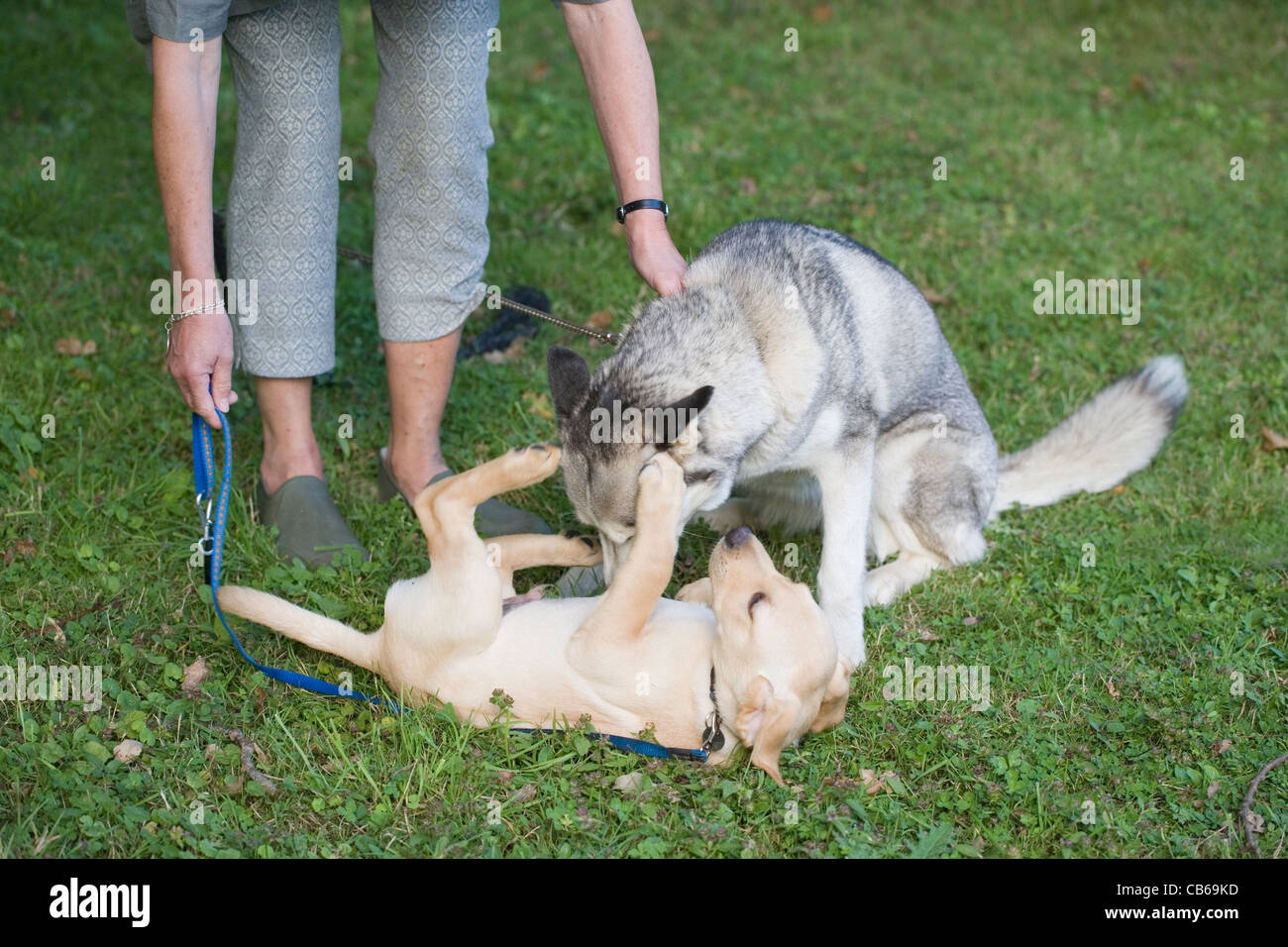 Proprietario introducendo dieci settimane vecchio giallo Labrador cucciolo a un adulto Siberian Husky. Cucciolo che mostra il comportamento subervience. Foto Stock
