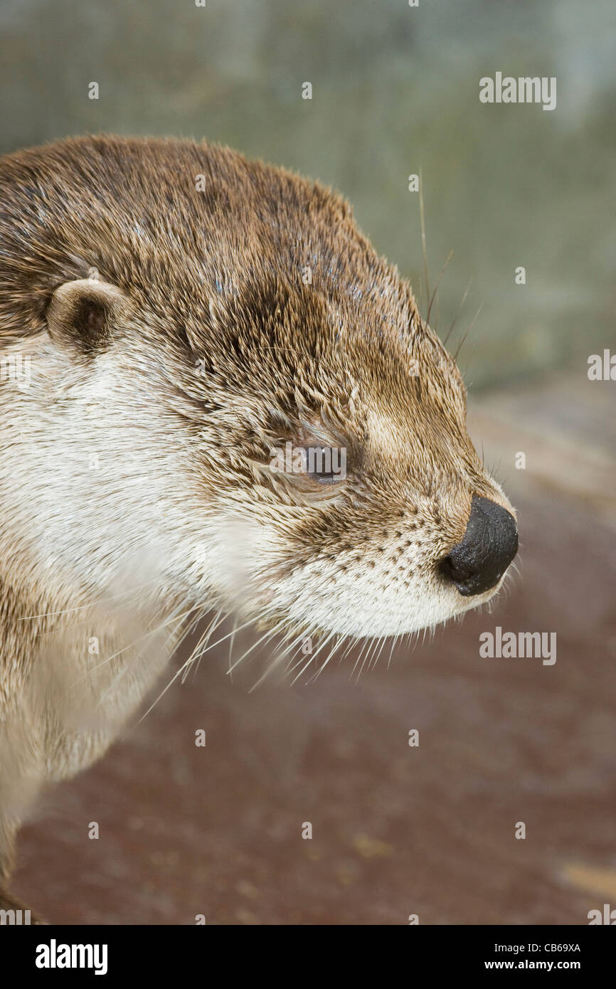 Nord America Lontra di fiume (Lutra canadensis). Ritratto. Foto Stock