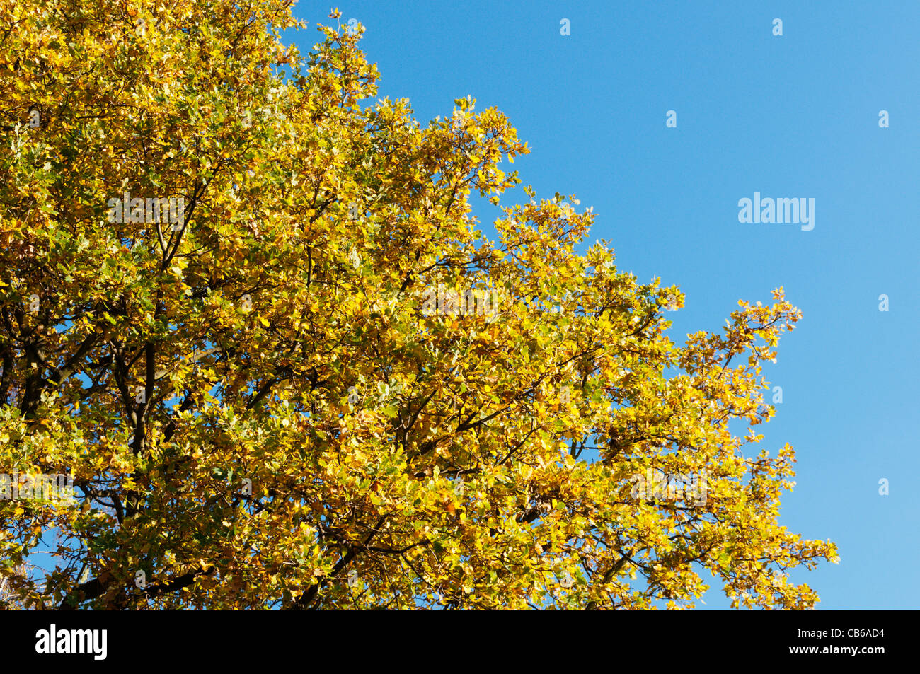 Golden foglie autunnali su un albero di quercia contro un cielo blu chiaro. Foto Stock