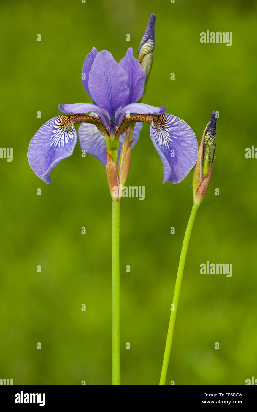 Iris Viola sul gambo su sfondo verde Foto Stock