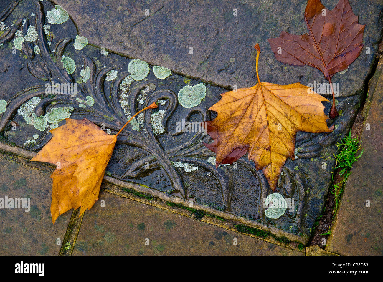 Foglie di autunno sul terreno Foto Stock