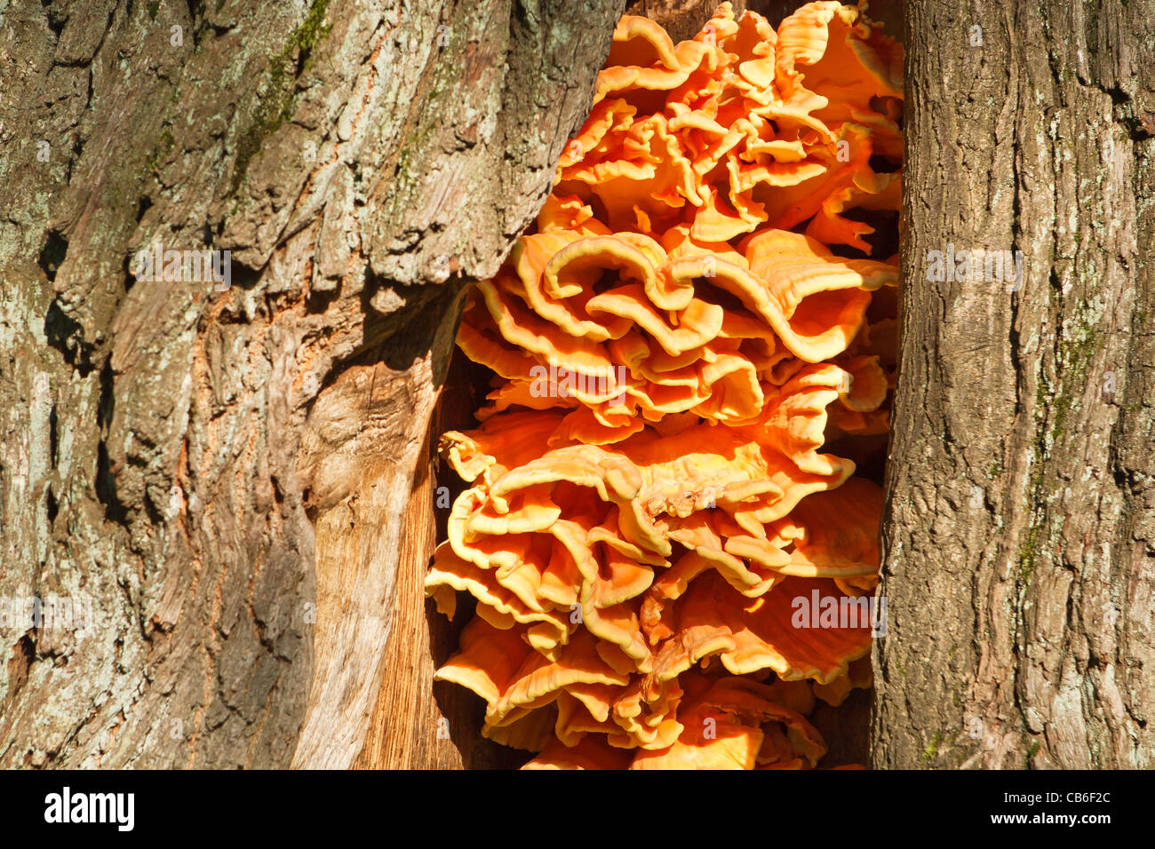 Polypore zolfo - pollo del bosco Foto Stock