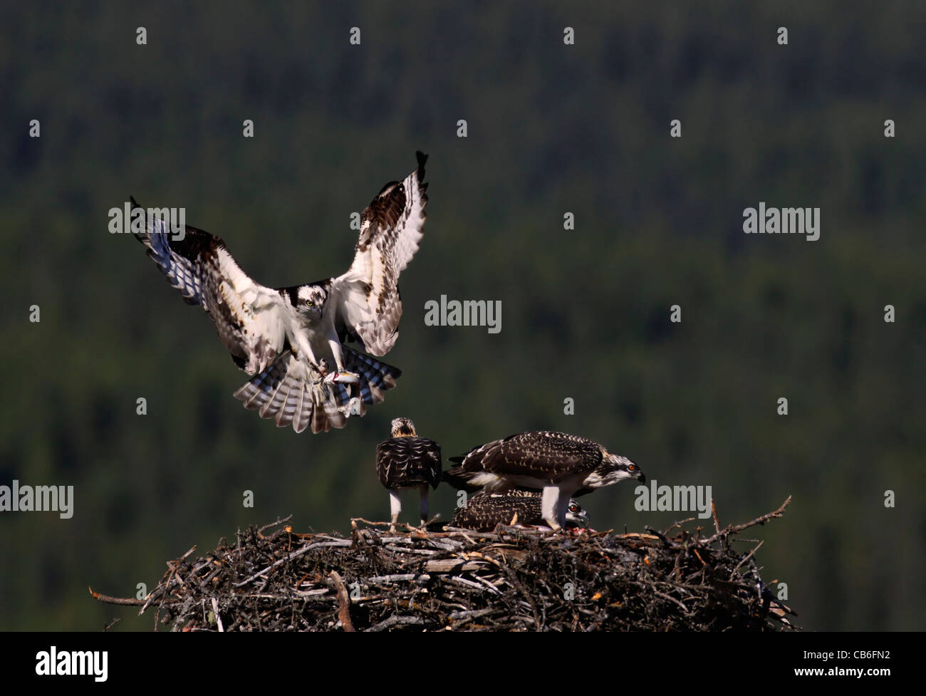 Falco pescatore Pandion haliaetus Foto Stock
