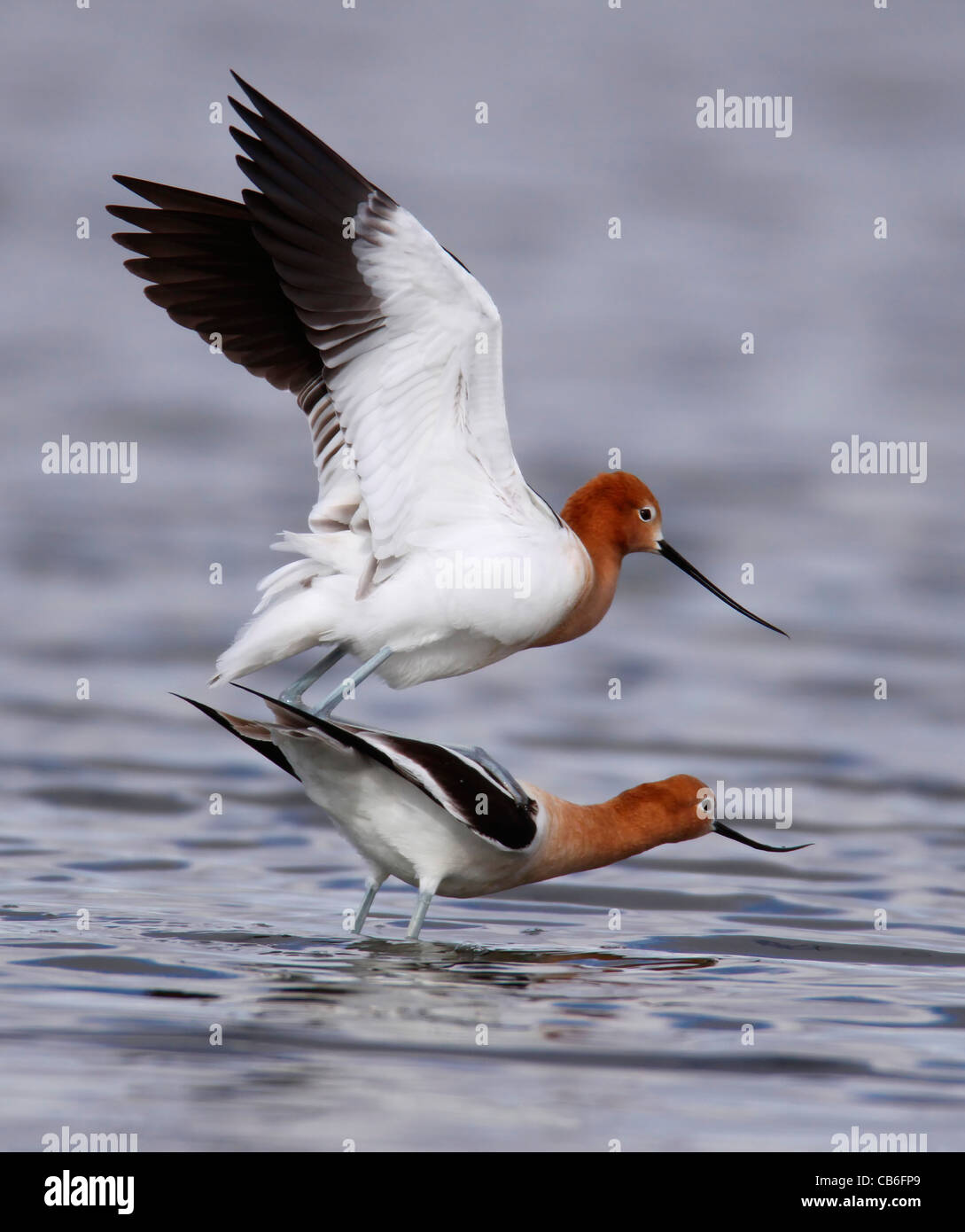 American avocette coniugata Foto Stock