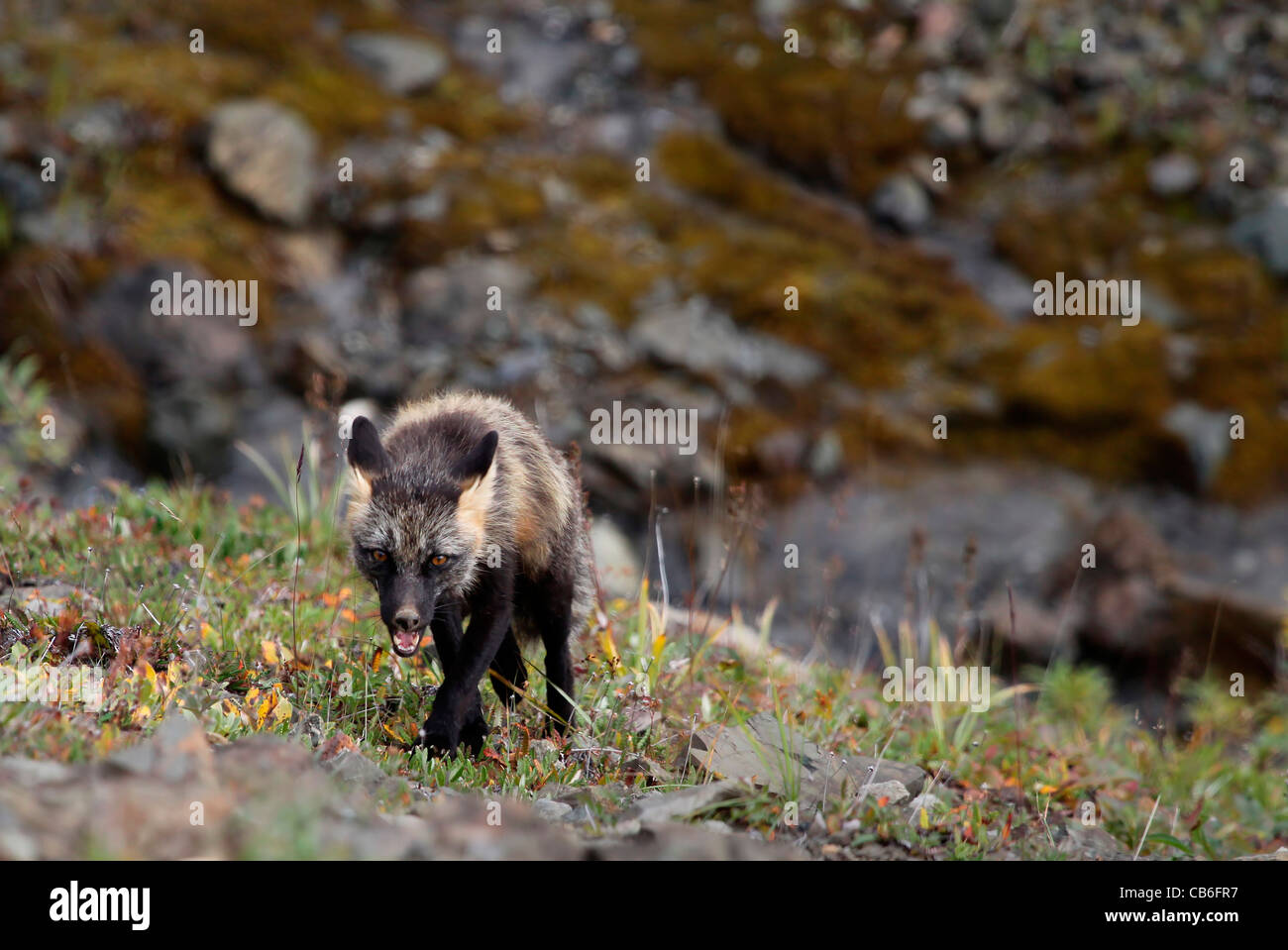 Cross Fox avvicinando Foto Stock