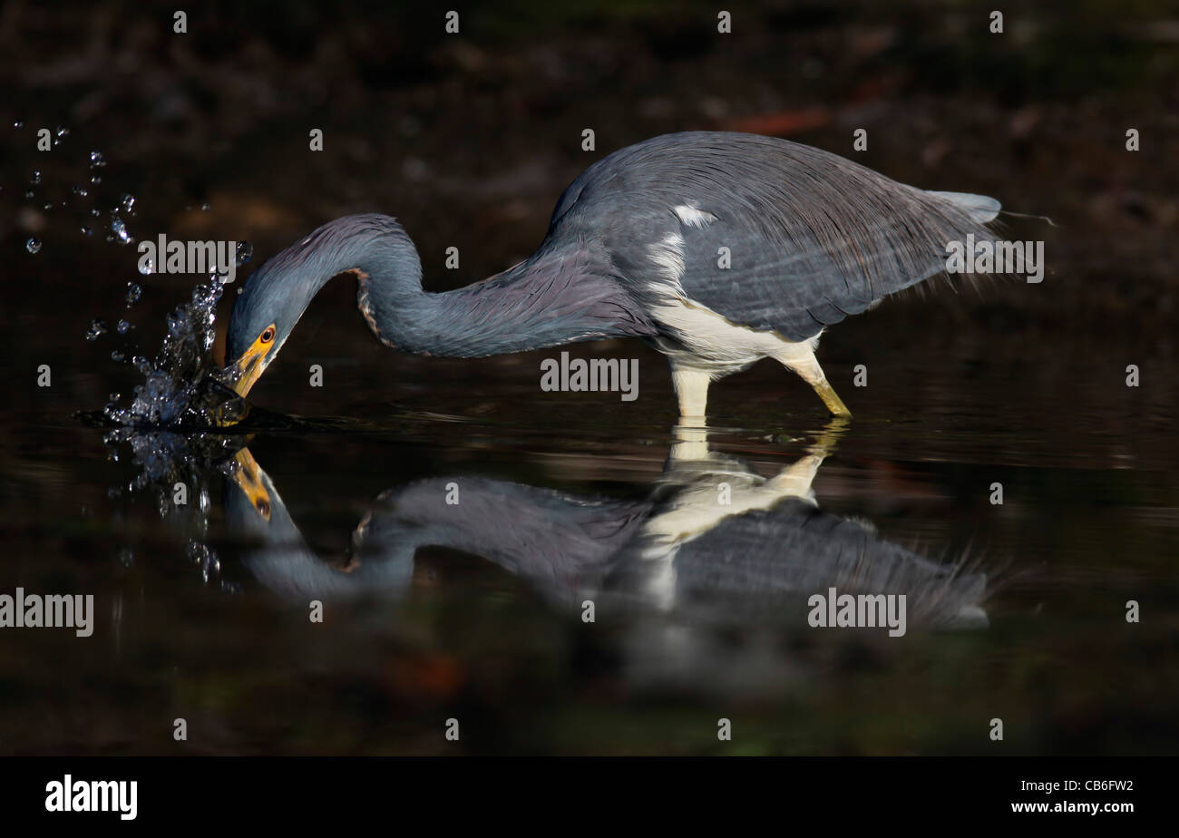 Airone tricolore Egretta tricolore Foto Stock