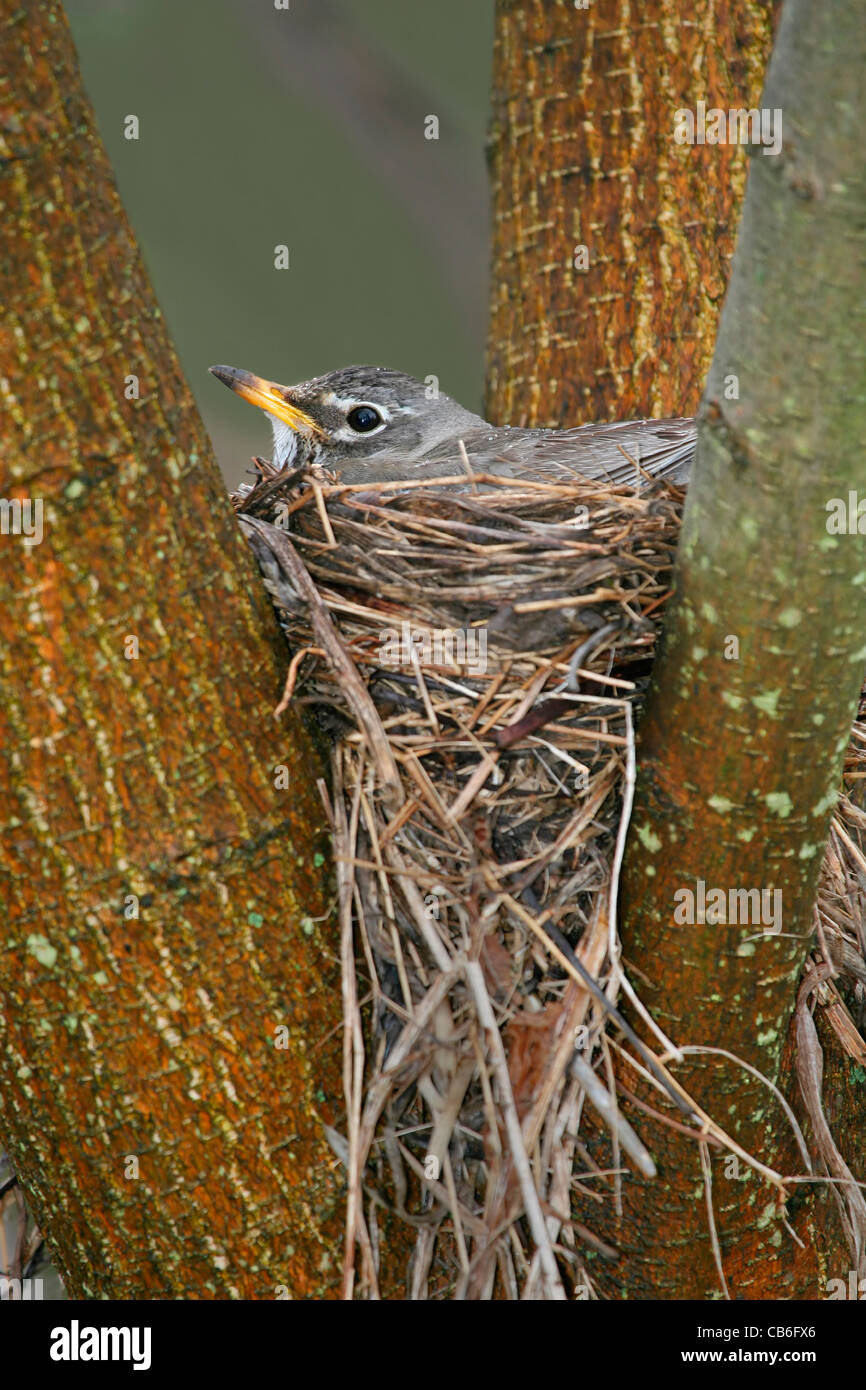 American Robin Nesting Foto Stock