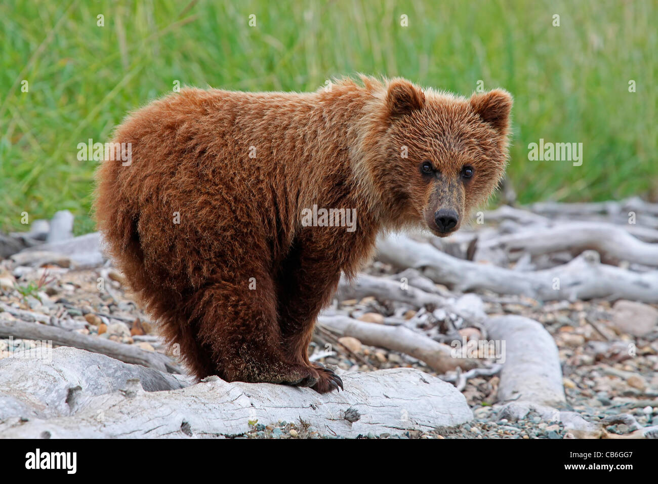 Grizzly Bear Cub Ursus arctos Foto Stock