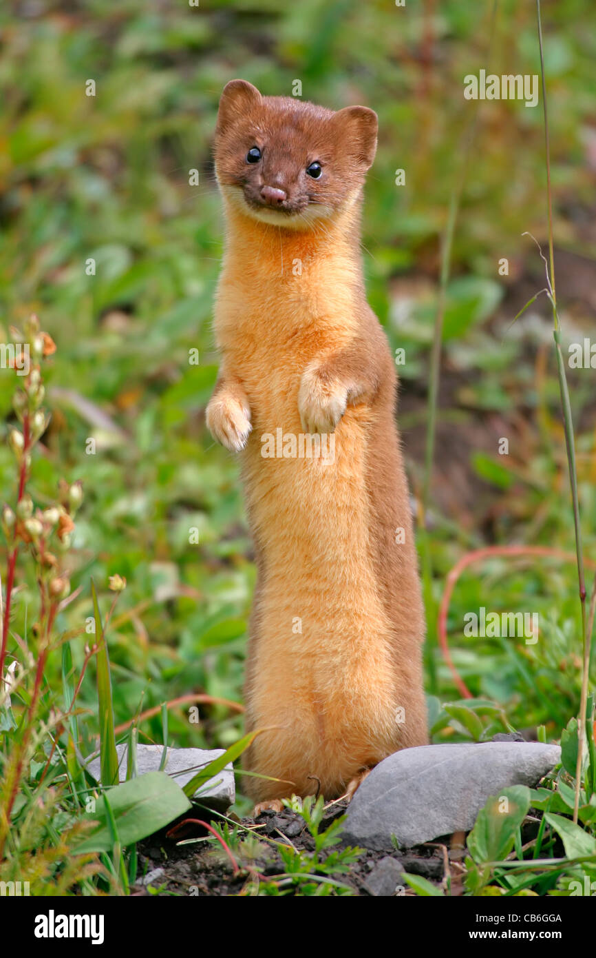 Longtailed donnola Mustela frenata Foto Stock