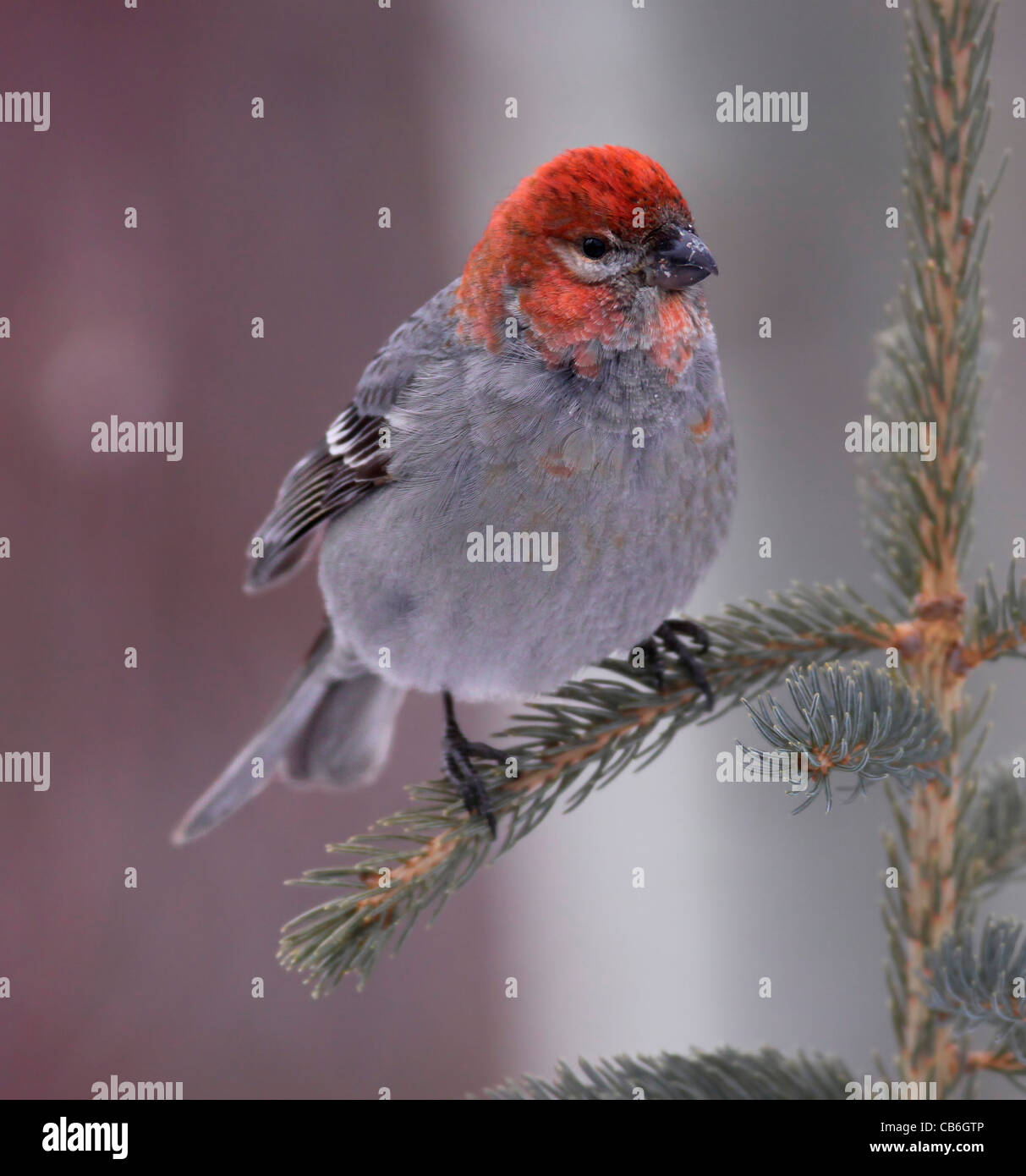 Pine Grosbeak Pinicola enucleator Foto Stock