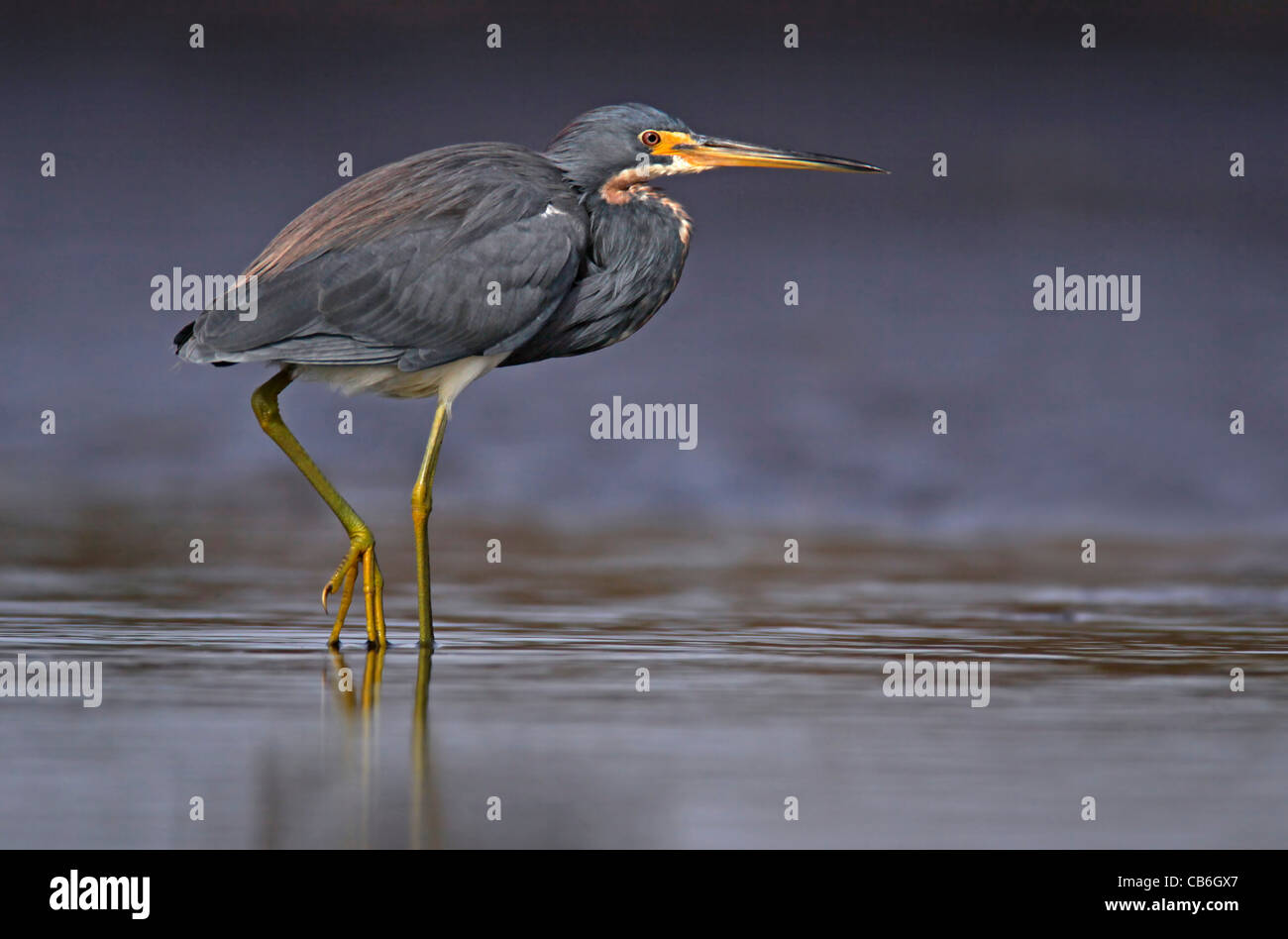 Airone tricolore Egretta tricolore Foto Stock
