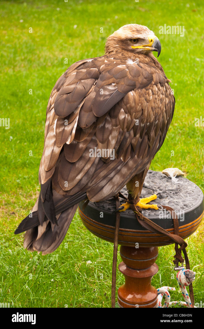 Una steppa Eagle ( Aquilla rapax nipalensis ) in cattività nel Regno Unito Foto Stock