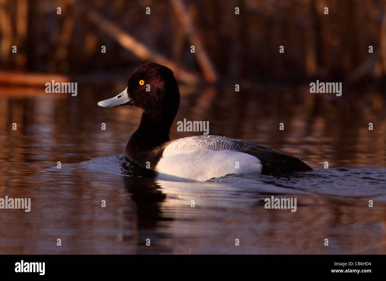 Lesser Scaup nuoto, Aythya affinis Foto Stock