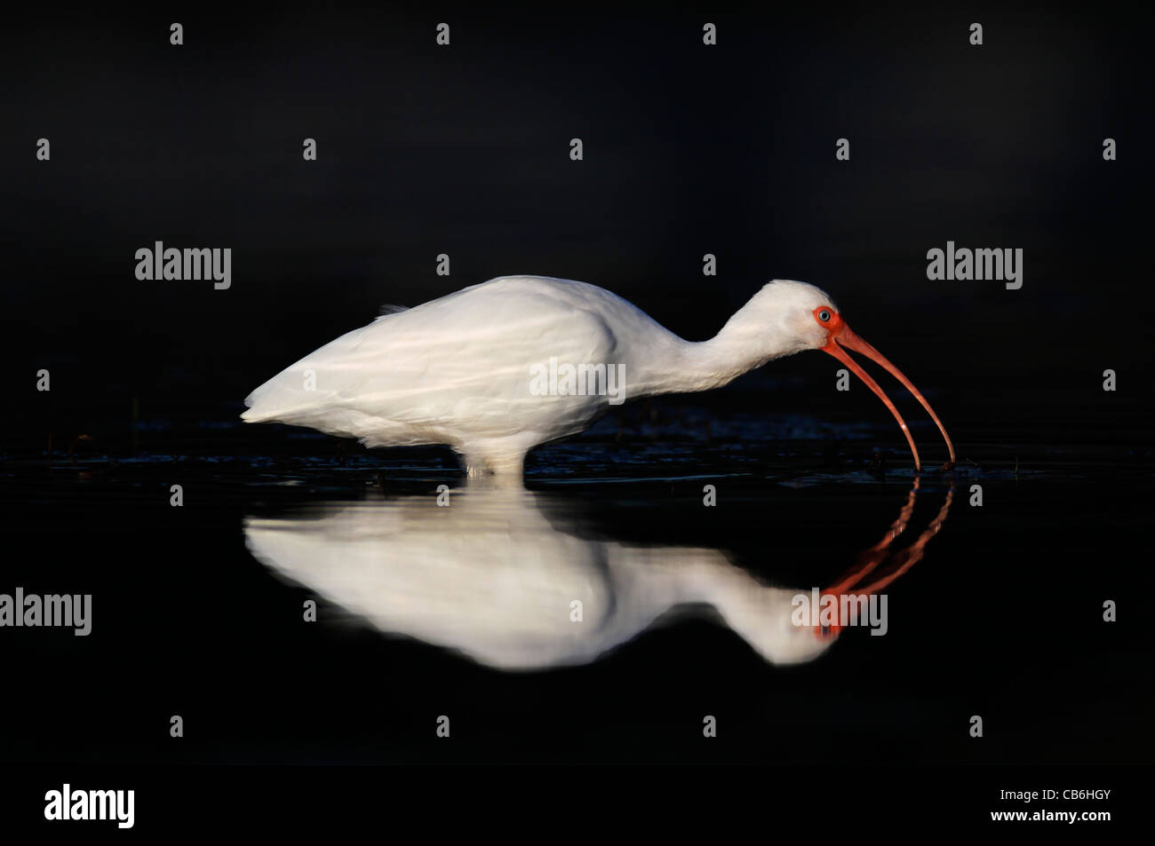 Ibis bianco Eudocimus albus Foto Stock