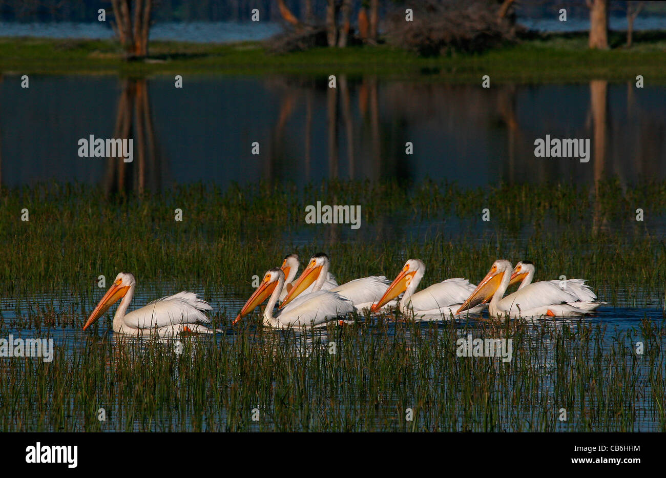 Americano bianco Pelican Pelecanus erythrorhynchos Foto Stock