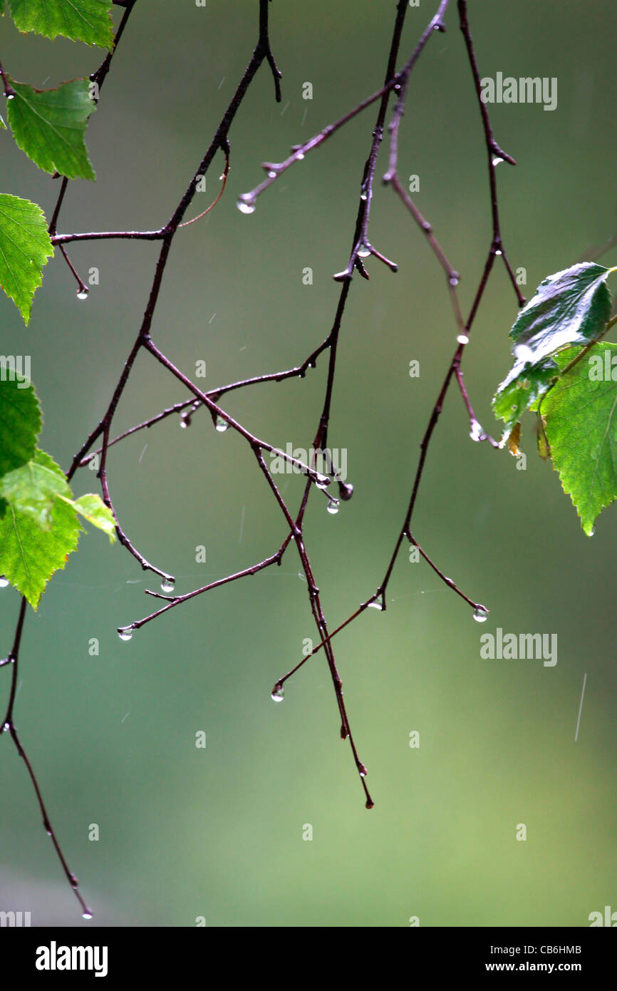Gocce di pioggia, Alaska Foto Stock