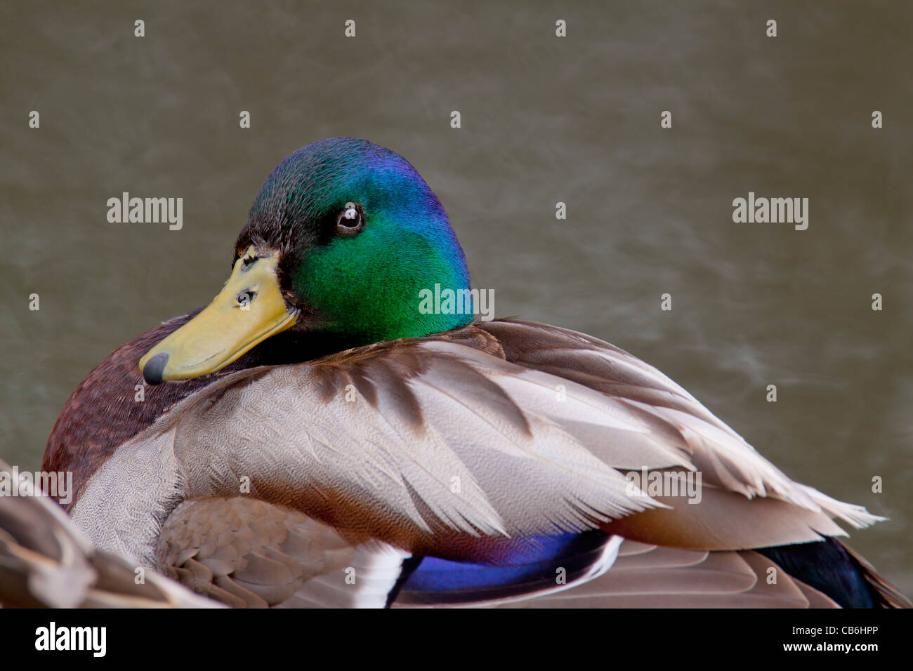 Mallard Duck, Alberta, Canada Foto Stock
