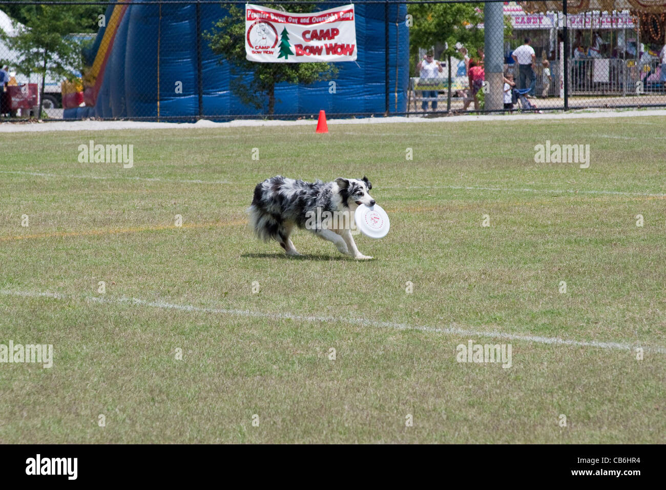 Frisbee cane che trasportano Frisbee Foto Stock