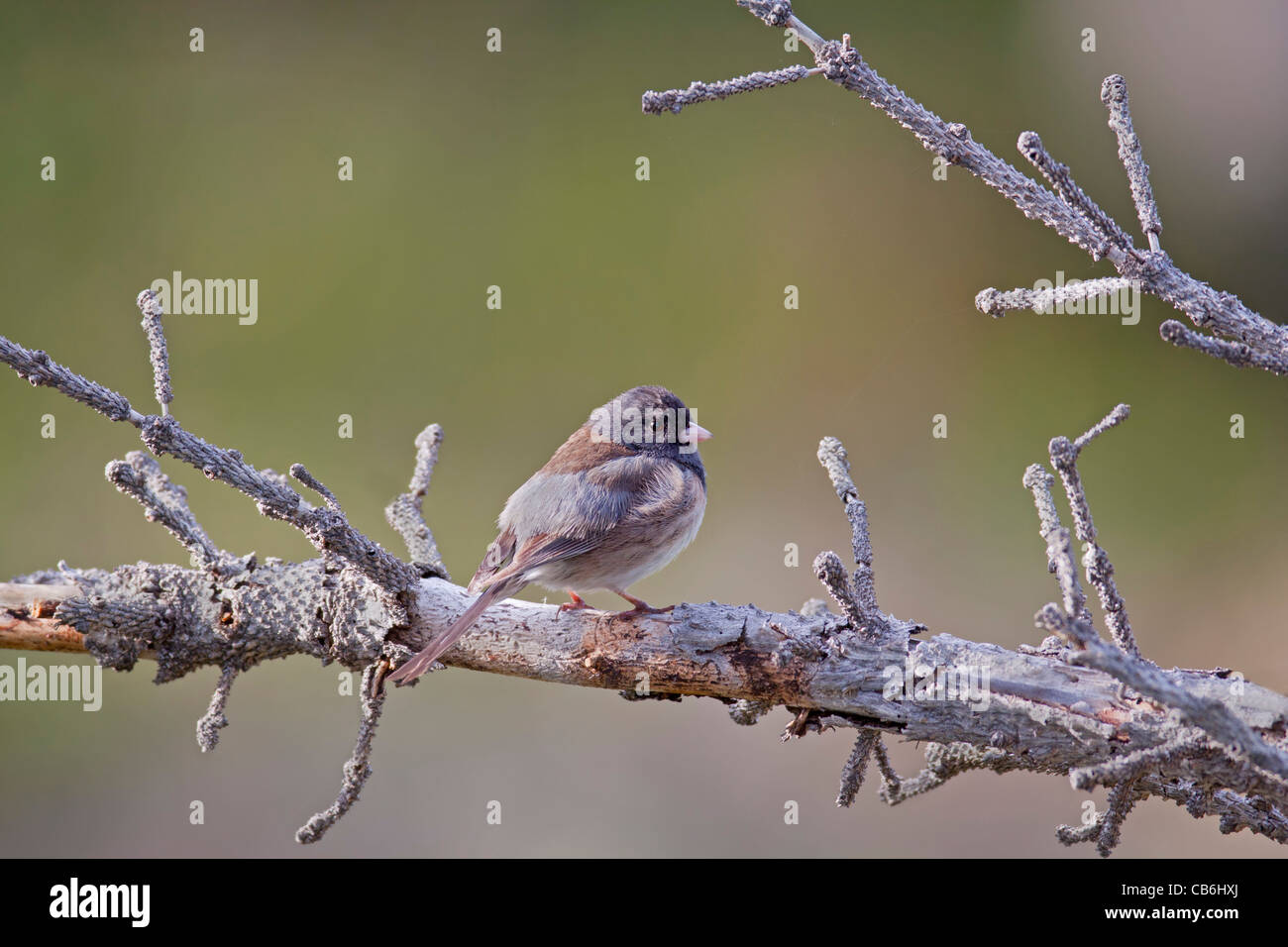 Darkeyed Junco, Alberta, Canada Foto Stock