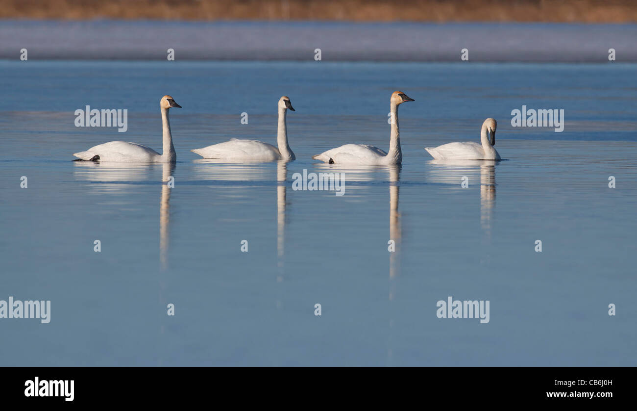 I cigni trombetta, Alberta, Canada Foto Stock