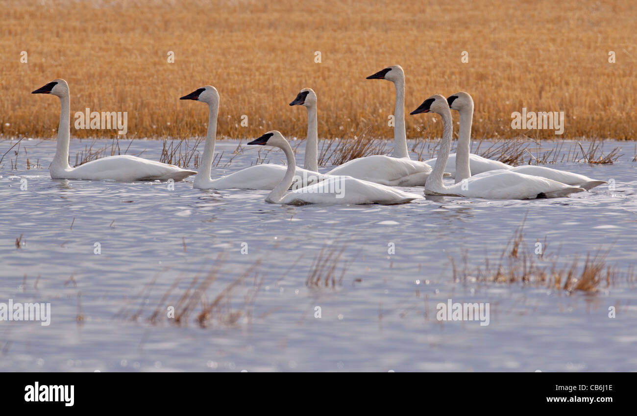 I cigni trombetta, Alberta, Canada Foto Stock