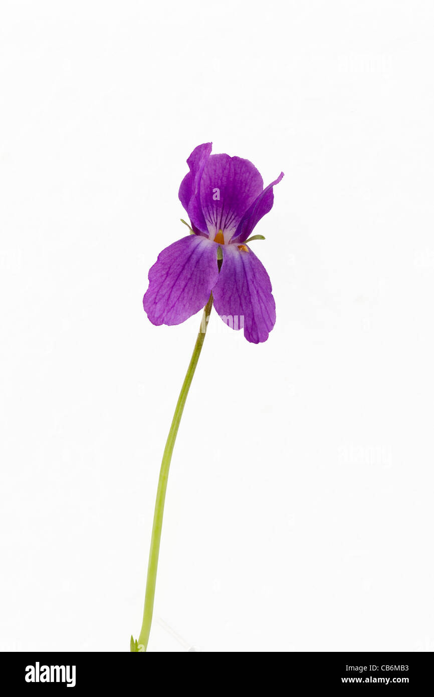 Viola Mammola (Violaceae, Viola odorata) Foto Stock