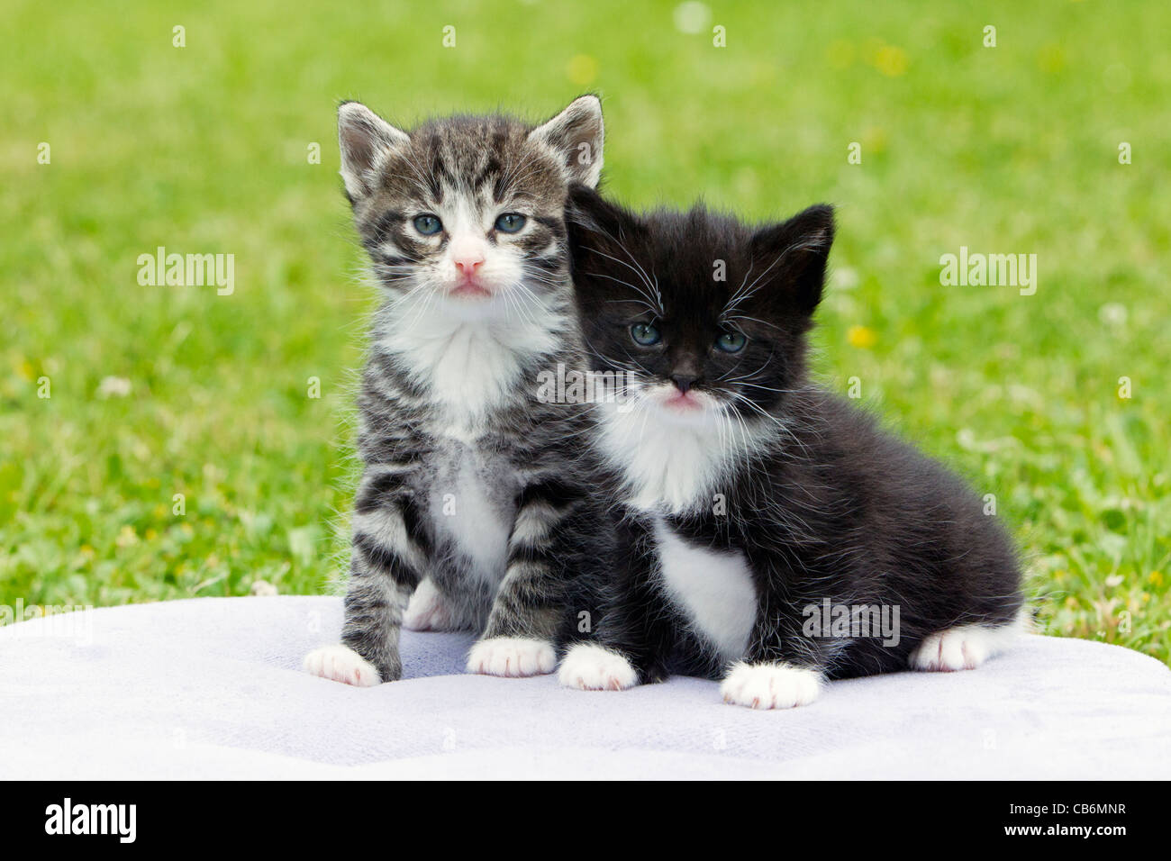 Gattini, due seduti insieme sul cuscino in giardino, Bassa Sassonia, Germania Foto Stock