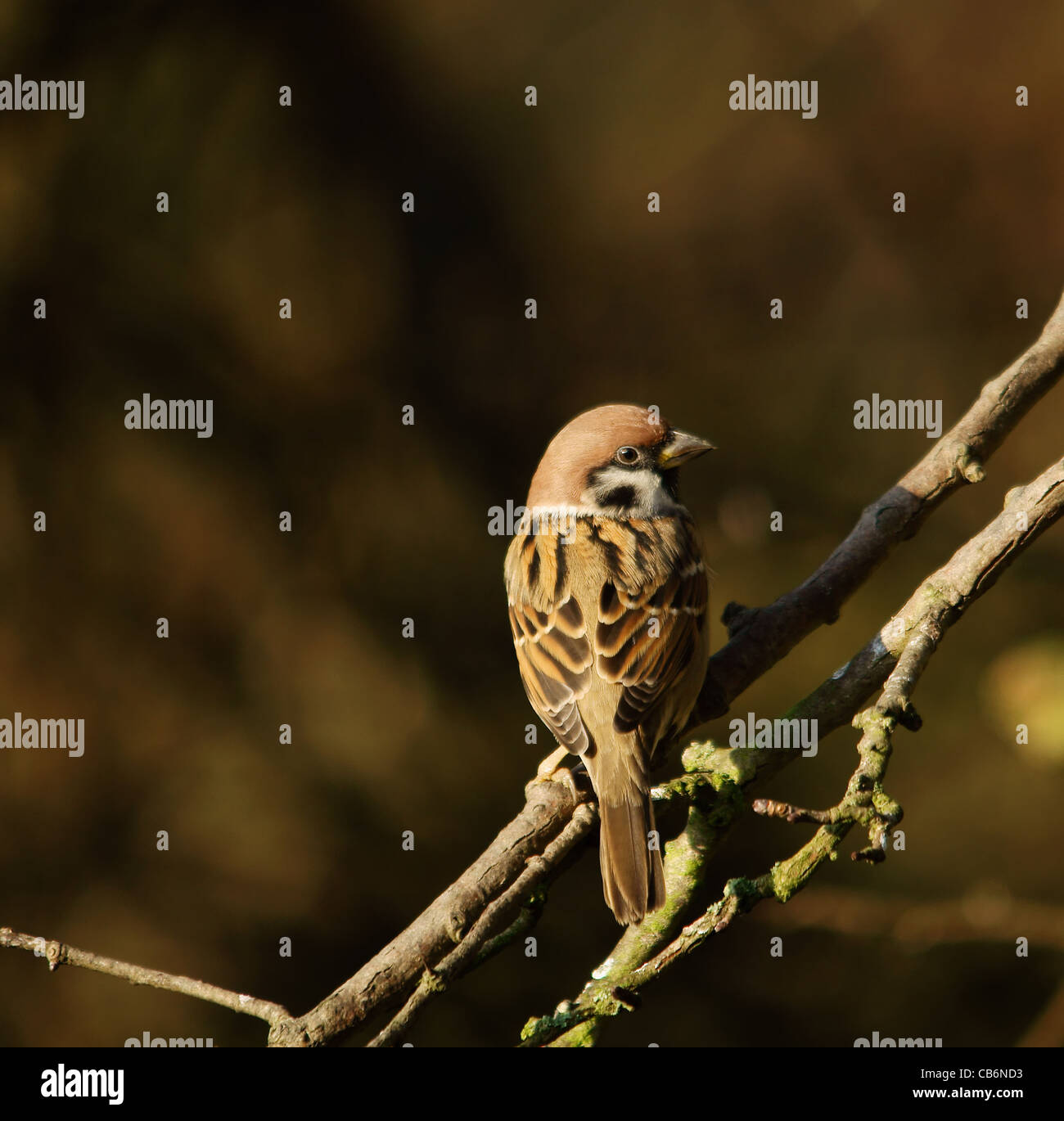 Bird - Tree Sparrow Foto Stock