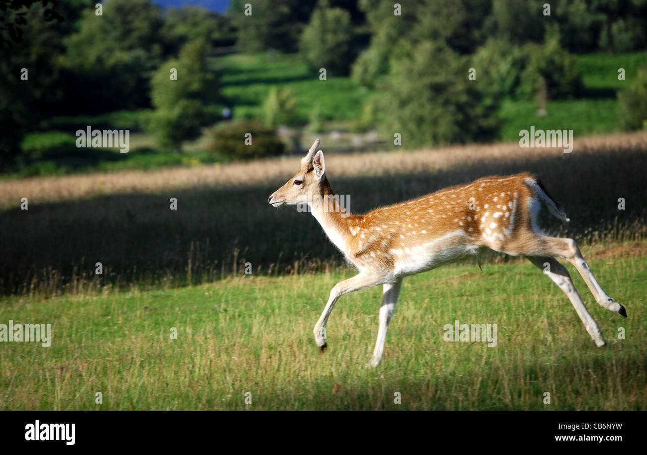 Un giovane cervo maschio attraversa Knole Park (Sevenoaks, Kent, Regno Unito) Foto Stock