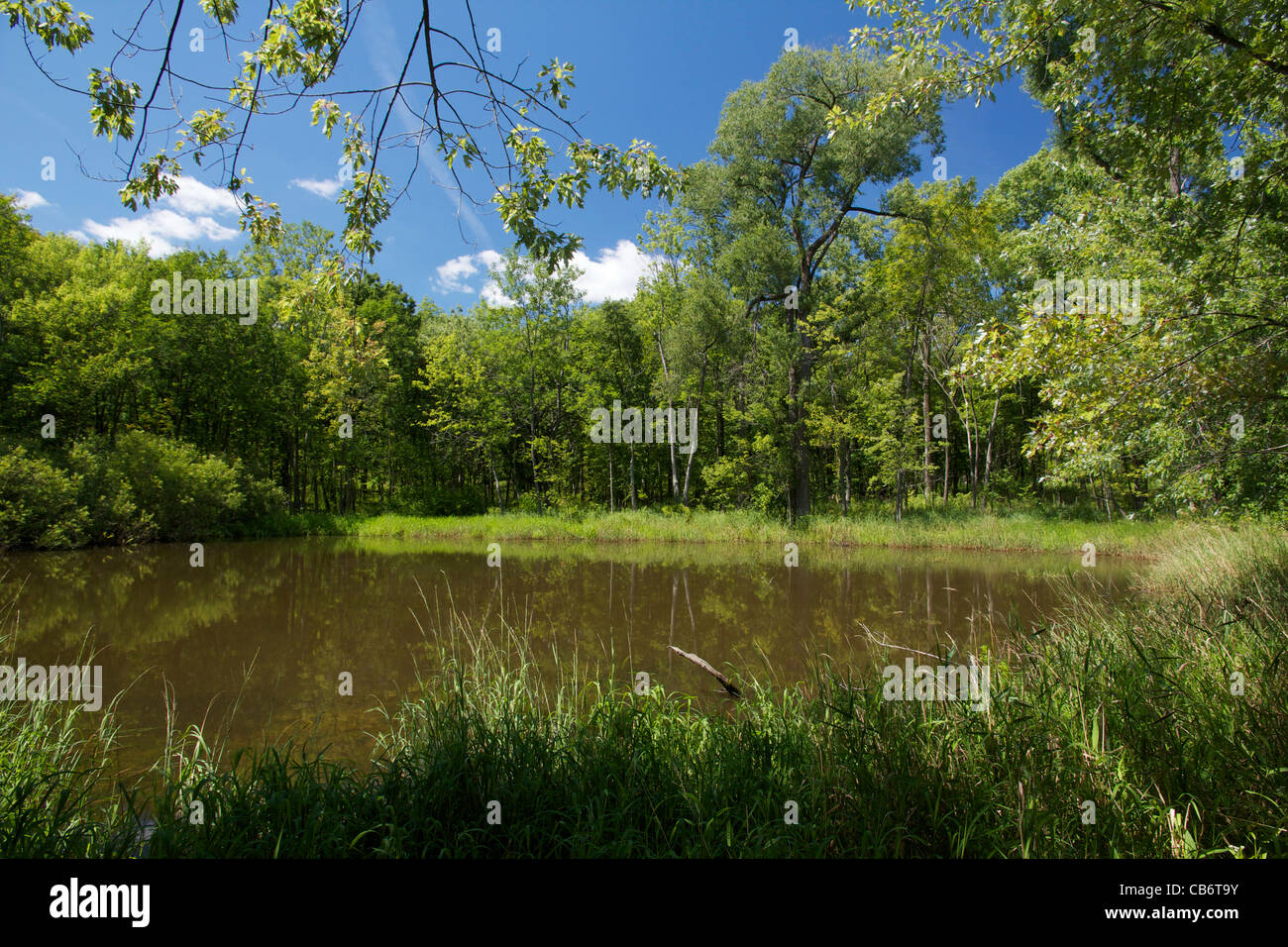 Piccolo lago a Deer Grove Forest Preserve. Cook County, Illinois. Foto Stock