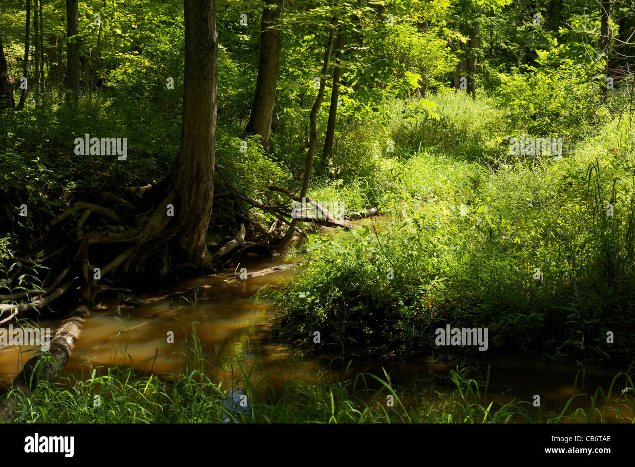 Un bosco creek. Deer Grove Forest Preserve. Cook County, Illinois. Foto Stock