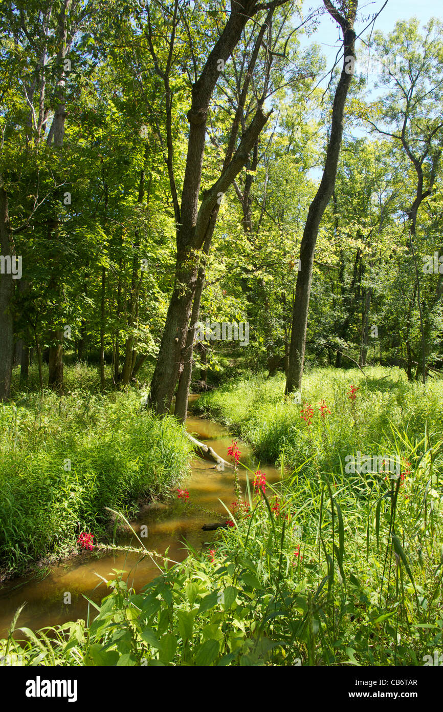 Il Cardinale fiori (Lobelia cardinalis) lungo il torrente. Deer Grove Forest Preserve. Cook County, Illinois. Foto Stock