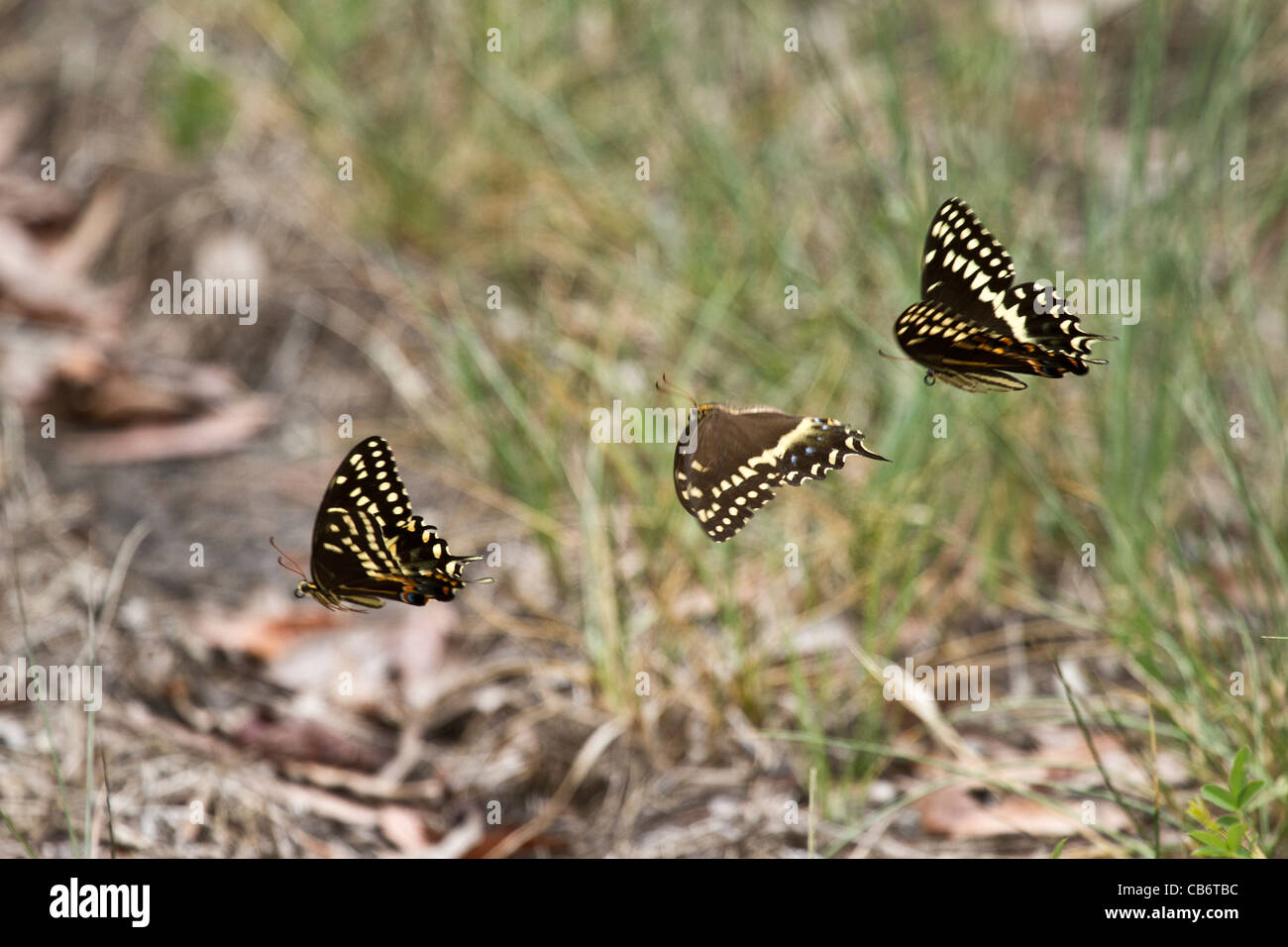 Orientale a coda di rondine nero Butterfly Foto Stock