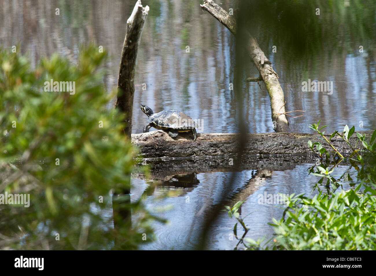 A becco giallo Slider Turtle Foto Stock