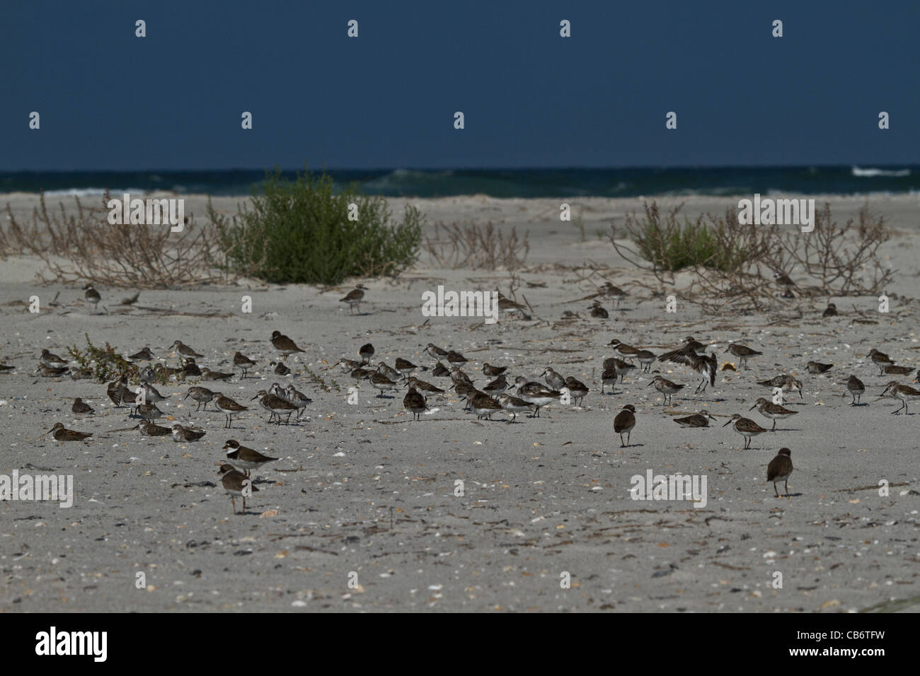 Gruppo di uccelli di terra sulla spiaggia Foto Stock