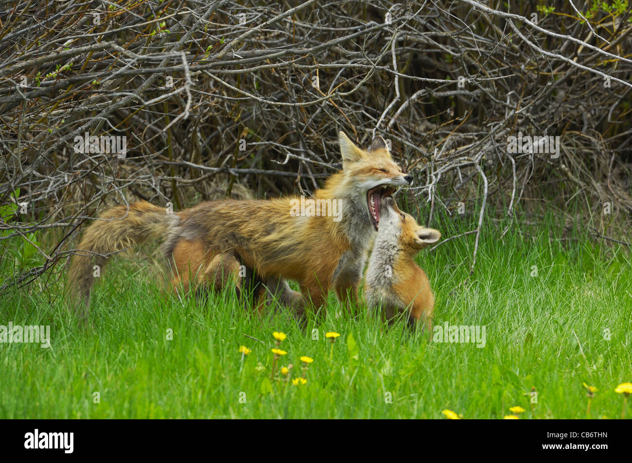 Red Fox baby induce la sua madre Foto Stock