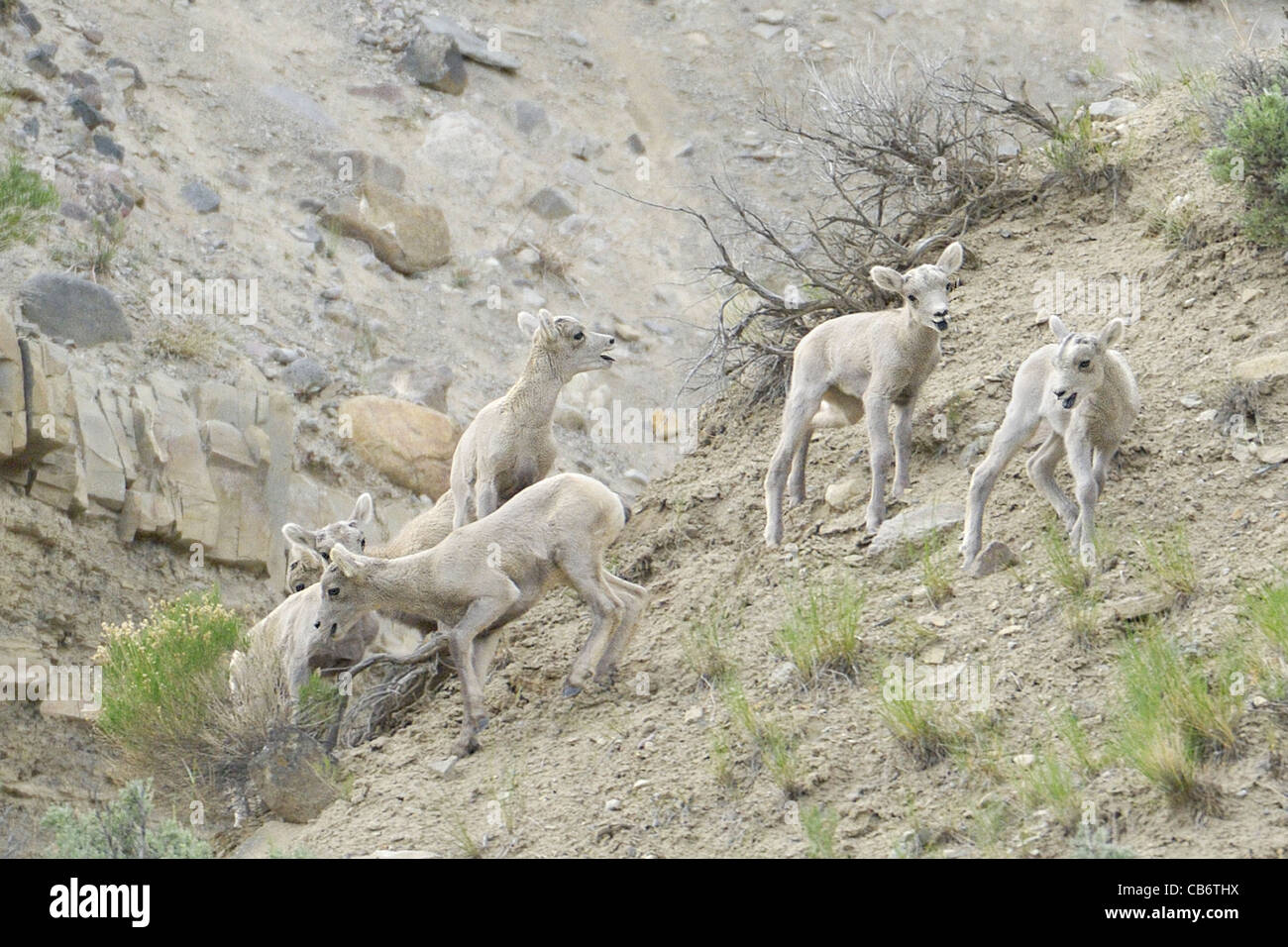 Bighorn agnelli a giocare nelle Montagne Rocciose. Foto Stock