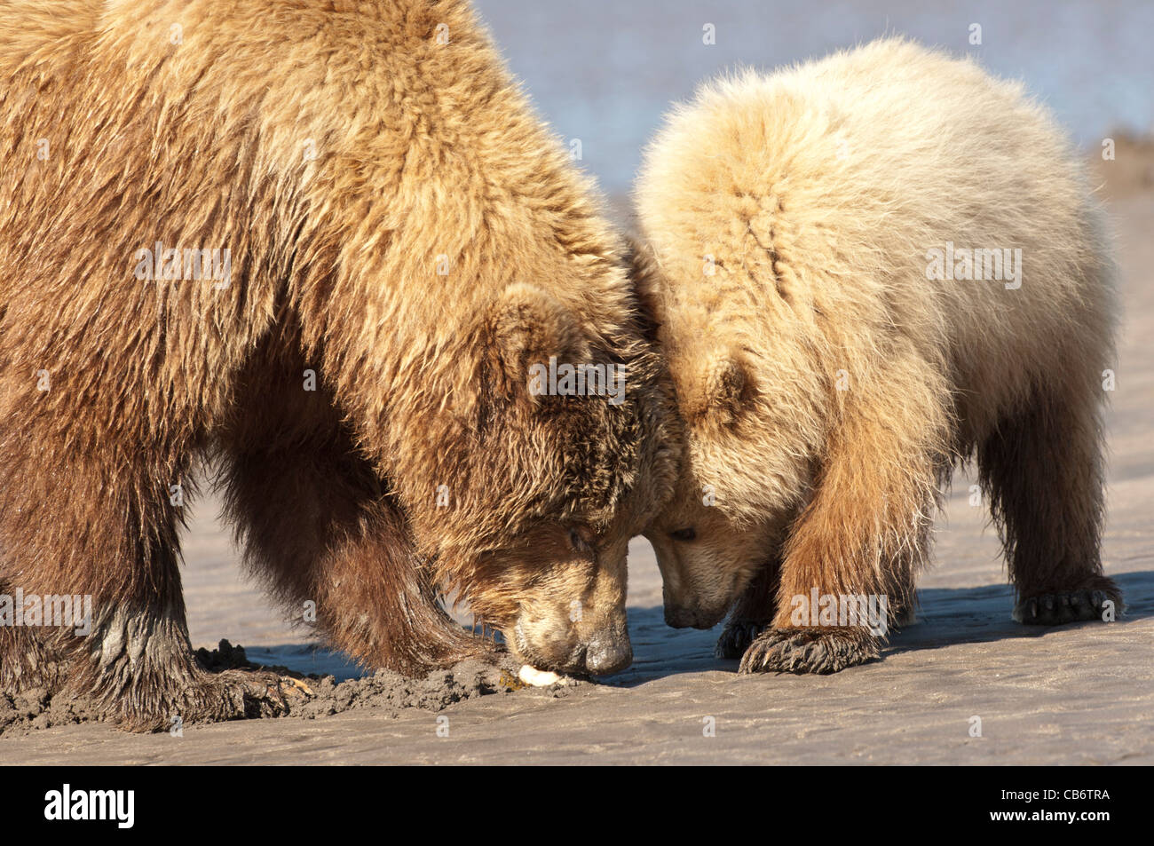 Foto di stock di un Alaskan orso bruno sow e cub clamming sulla spiaggia. Foto Stock