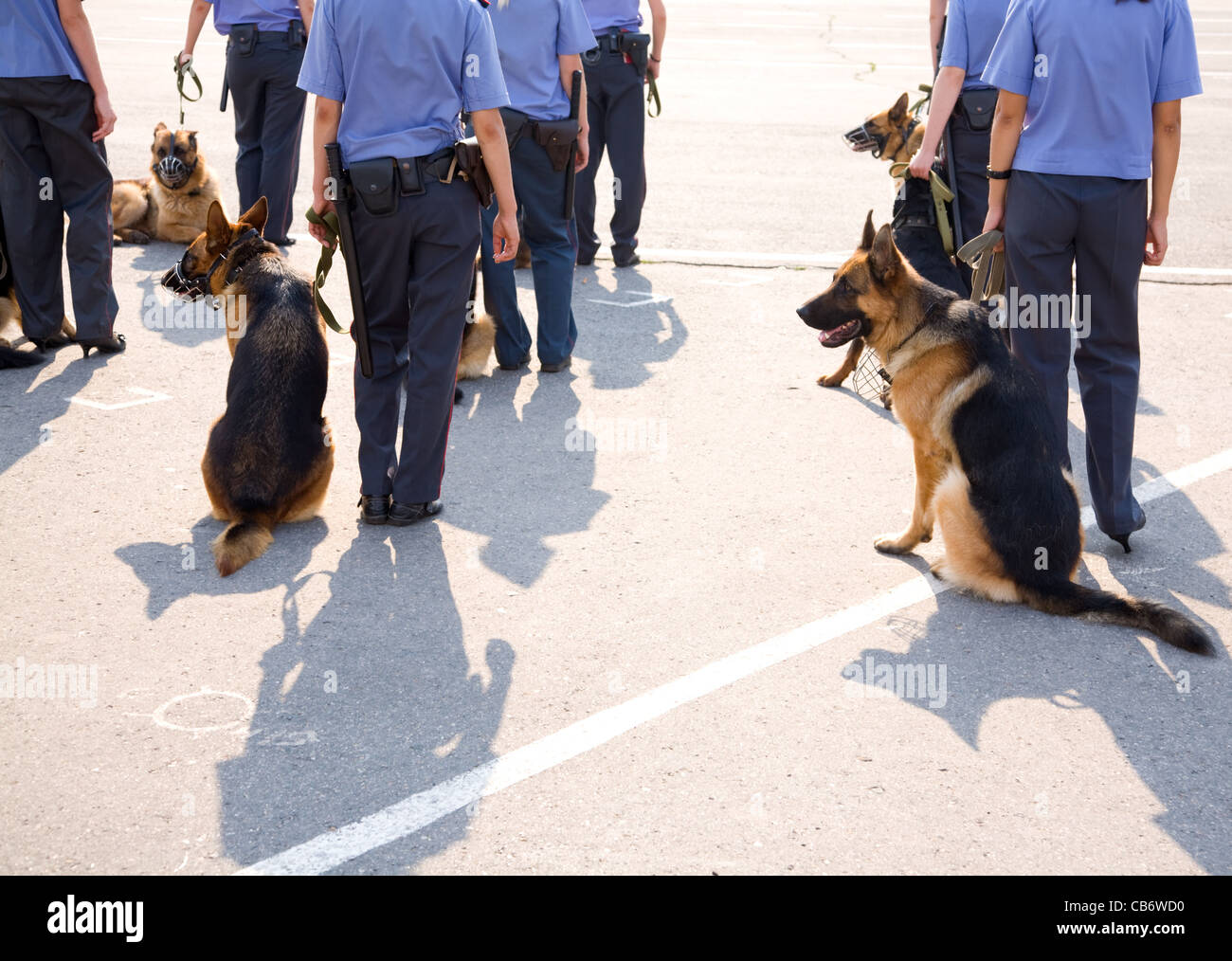 polizia e cani Foto Stock