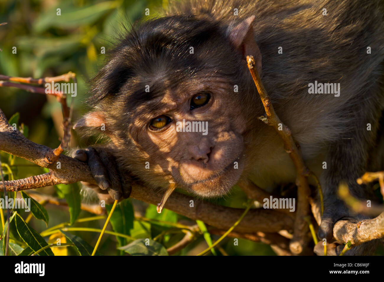 Rovine di hampi monkey guardare gli occhi ombre ad albero Foto Stock